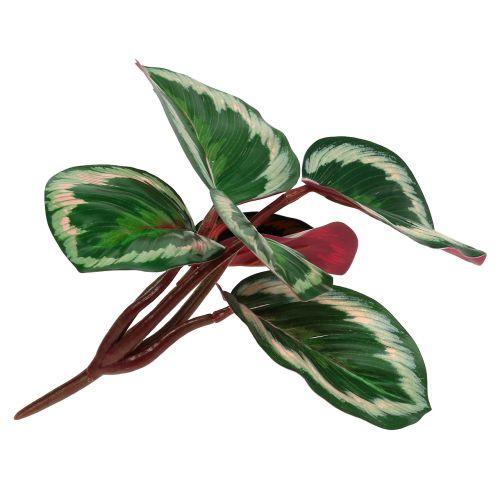 Floristik24 Rostlina tropická zelená, růžová 20 cm