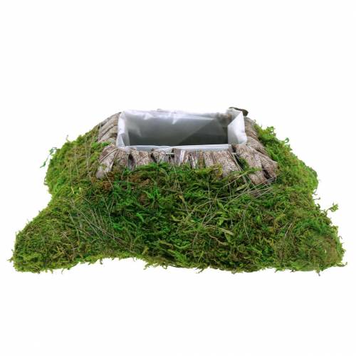 Floristik24 Rostlinný polštářkový mech, kůra 25 cm × 25 cm