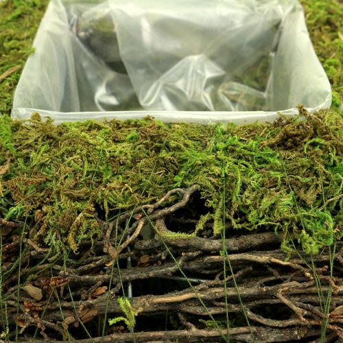 položky Rostlinný polštářkový mech s vinnou révou 20 cm x 20 cm