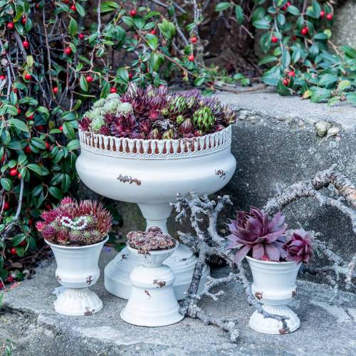 Floristik24 Rostlinný pohár Kalich antik krémový Ø7,5cm V9cm 1 ks