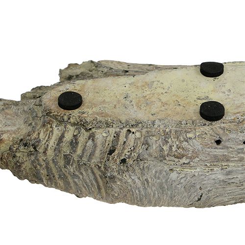 Floristik24 Květinová miska na sukulenty 24,5 cm x 8,5 cm V5,5 cm