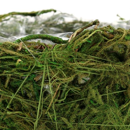 Floristik24 Květinová mísa s mechem Ø16cm V9cm - 10cm zelená 3ks