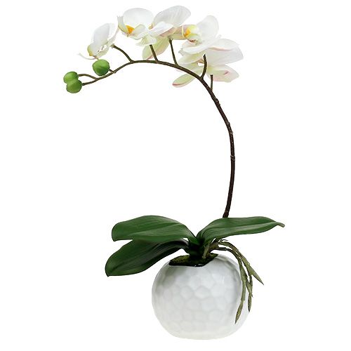 Floristik24 Krém Phalaenopsis v keramickém hrnci 33cm