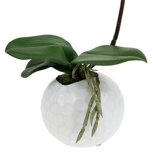 položky Krém Phalaenopsis v keramickém hrnci 33cm