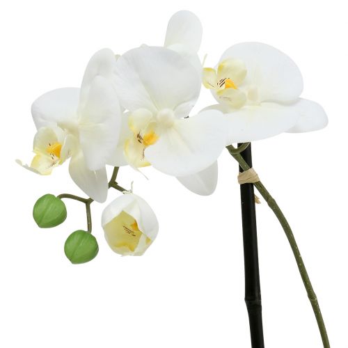 položky Květinová dekorace Phalaenopsis bílá v misce V38cm