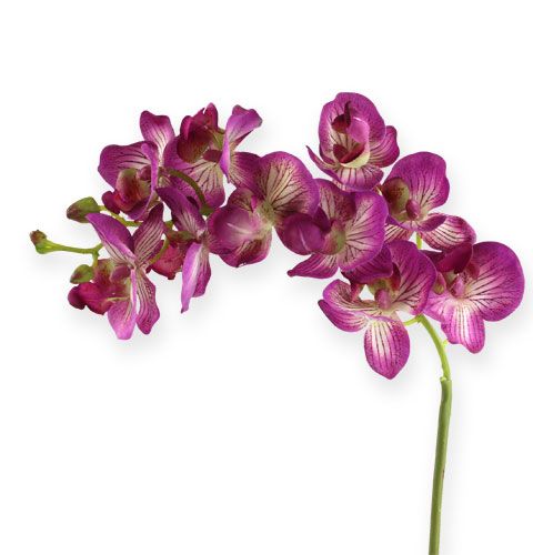 Orchidej Phalaenopsis fialovo-krémová 62cm