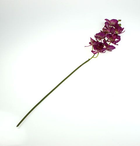 Floristik24 Orchidej Phalaenopsis fialovo-krémová 62cm