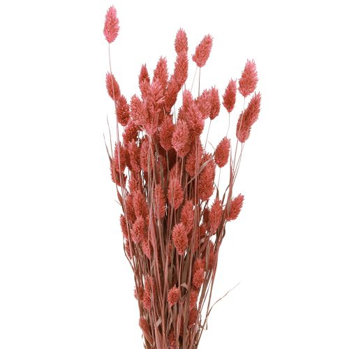 Phalaris shine tráva sušené květy růžové 64cm 70g × 2ks