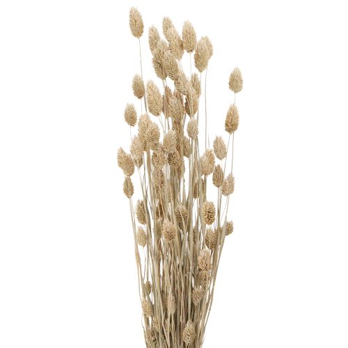 Floristik24 Phalaris kanárská tráva sušené květy bílé L64cm 75gx2ks
