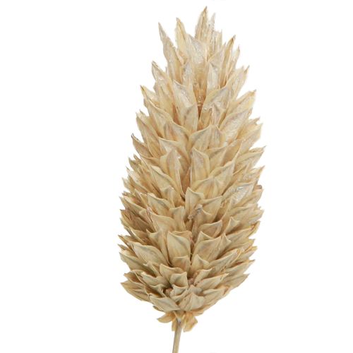 Floristik24 Phalaris kanárská tráva sušené květy bílé L64cm 75gx2ks