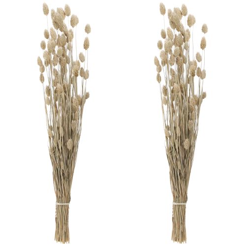 Floristik24 Phalaris kanárská tráva sušené květy bílé L64cm 75gx2ks