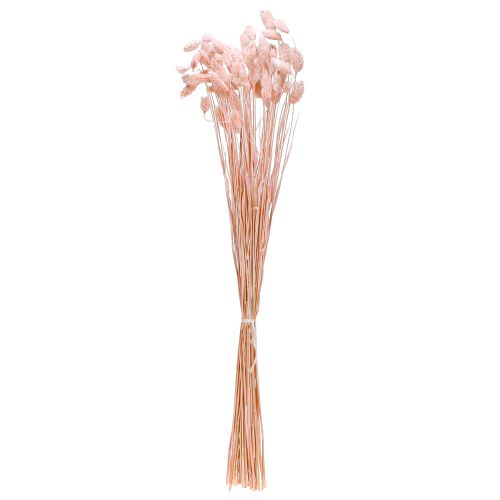 Floristik24 Phalaris růžová lesklá tráva sušená suchá dekorace 65cm 60g