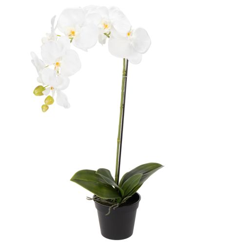 Floristik24 Umělá orchidej, klamně realistická, pro dekoraci kanceláře a obývacího pokoje, 62 cm