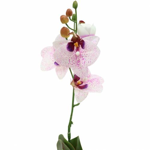 položky Umělá orchidej Phaleanopsis White, Fialová 43cm