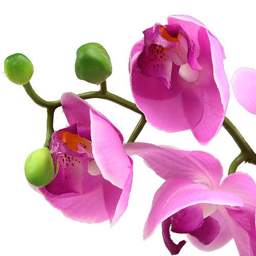 položky Orchidej Phalaenopsis růžová 77cm
