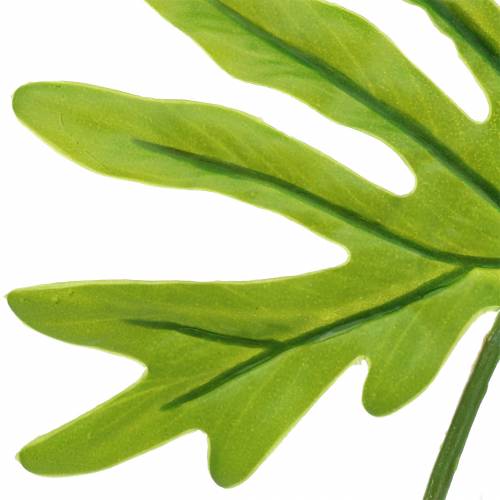Floristik24 Filodendron list zelený 40 cm