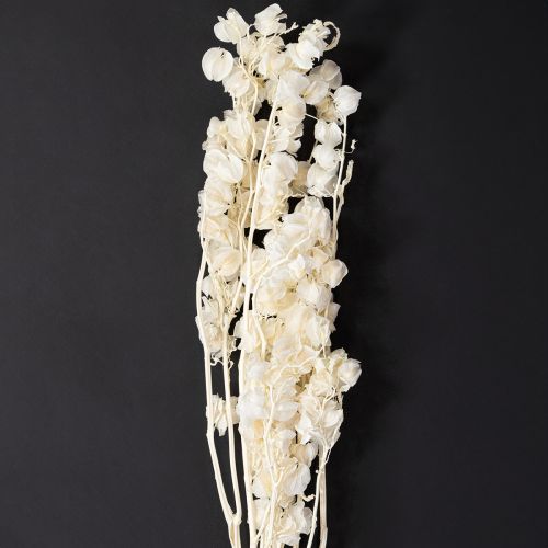 Floristik24 Dekorace sušených bělených květin Physalis Nicandra 75-80cm 100g