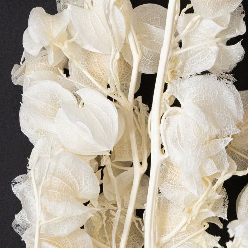 Floristik24 Dekorace sušených bělených květin Physalis Nicandra 75-80cm 100g