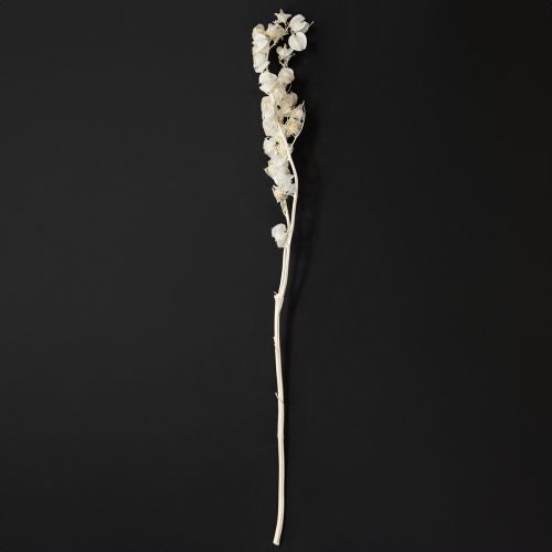 položky Dekorace sušených bělených květin Physalis Nicandra 75-80cm 100g
