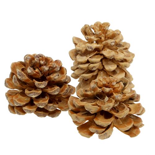 položky Šišky Pinus Šišky krém míchaný 5-18cm 25 ks
