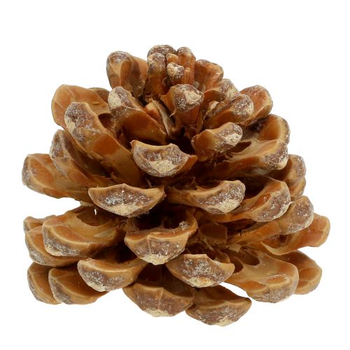 položky Šišky Pinus Šišky krém míchaný 5-18cm 25 ks