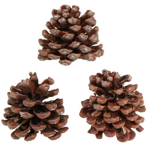 položky Šišky přírodní velké ozdobné šišky 8-9cm 3 ks