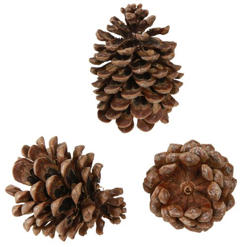 položky Pinus Pinea Pravé šišky Velké přírodní Borovice H10-12cm 50 ks