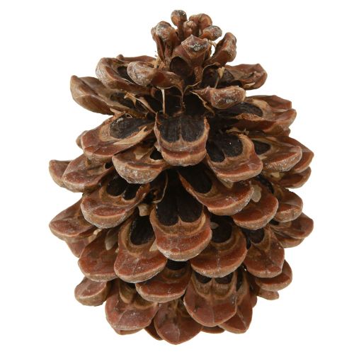 položky Pinus Pinea Pravé šišky Velké přírodní Borovice H10-12cm 50 ks
