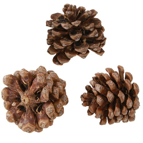 položky Pinus Pinea Šišky střední přírodní 8-10cm 50 ks
