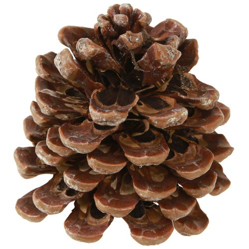 položky Pinus Pinea Šišky střední přírodní 8-10cm 50 ks