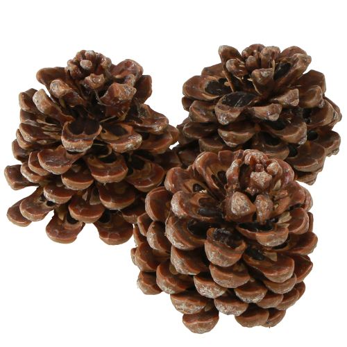 položky Pinus Pinea Šišky střední přírodní 8-10cm 50 ks