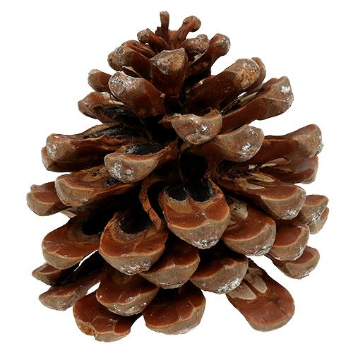 položky Pinus Pinea střední 10/14cm přírodní 50p