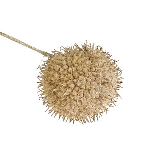 Floristik24 Plody hladké bílé 250g