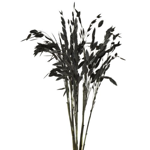 Plochoklasá suchá tráva Chasmantium černá 70cm 10 ks