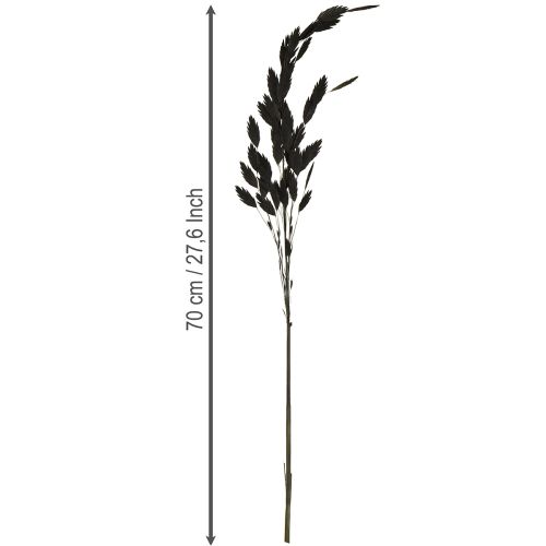 položky Plochoklasá suchá tráva Chasmantium černá 70cm 10 ks
