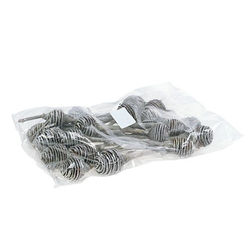 položky Platyspermum 25 ks