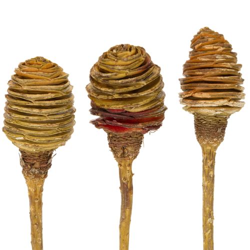 položky Platyspermum krém 1-3, 50 hlaviček