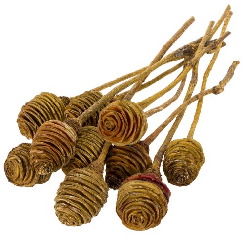 položky Platyspermum krém 1-3, 50 hlaviček