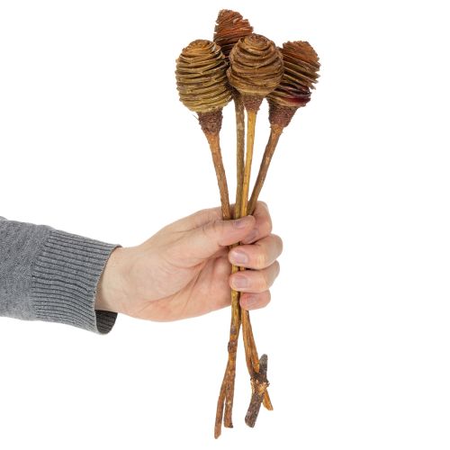 položky Platyspermum krém 1-3, 50 hlaviček