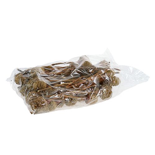 položky Platyspermum krém 1-3, 50 hlav