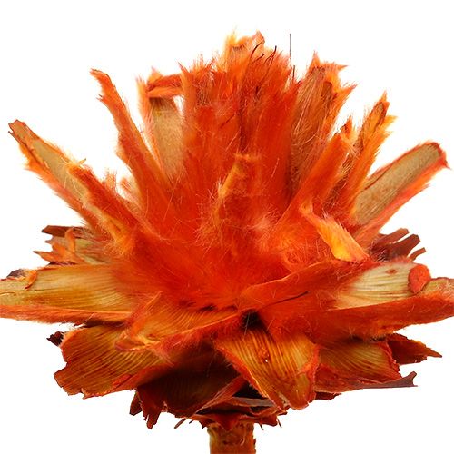 položky Plumosum 1 Orange 25 ks