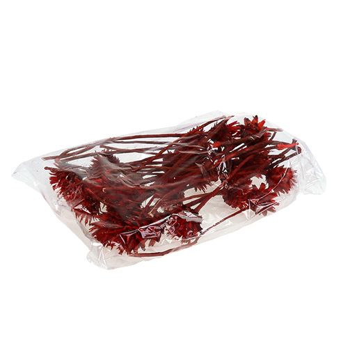 položky Plumosum 1 Red 25 ks