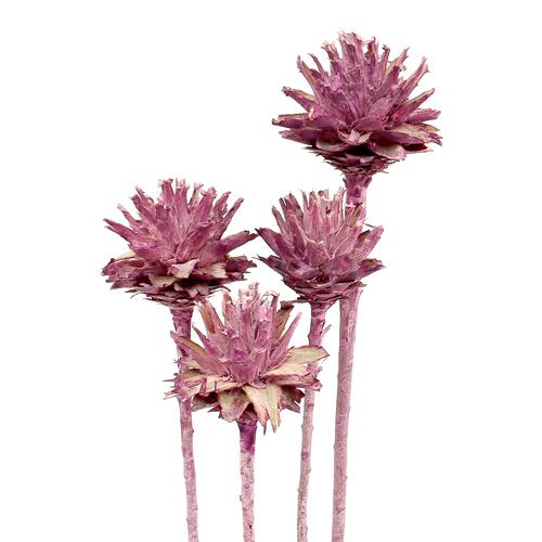 položky Leucospermum 1 ostružina matná 25 ks