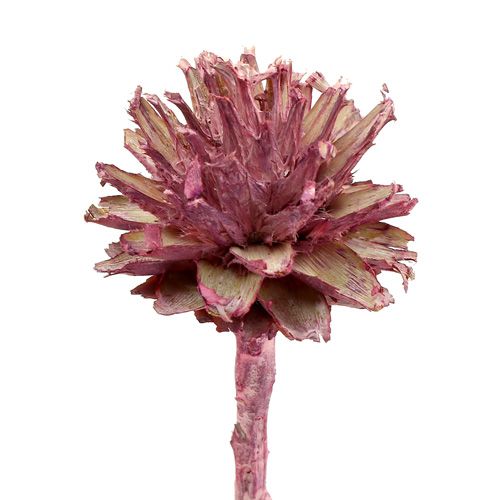položky Leucospermum 1 ostružina matná 25 ks