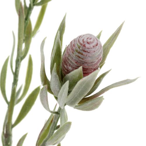 Floristik24 Protea kytice 43cm 6ks