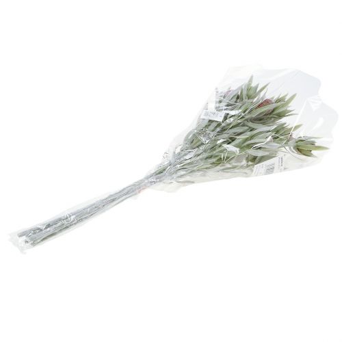 Floristik24 Protea kytice 43cm 6ks