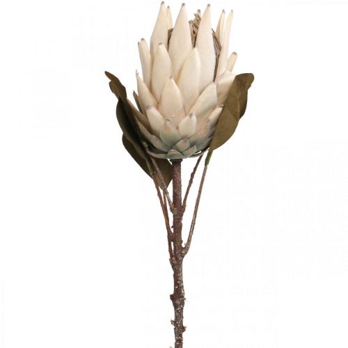 Protea Uměle povadlý Drylook Béžová Hnědá Zelená 72cm