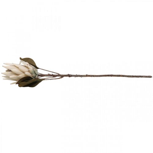 Floristik24 Protea Uměle povadlý Drylook Béžová Hnědá Zelená 72cm