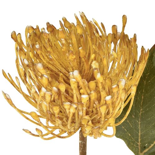 položky Umělý jehelníček Protea Leucospermum žlutý 30cm 6 ks