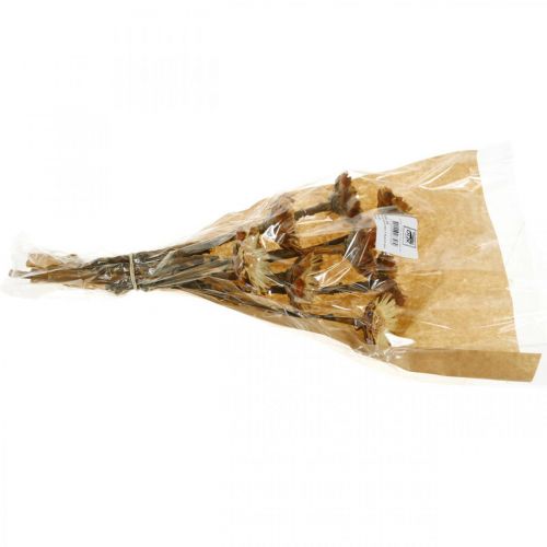 Floristik24 Protea Compacta Rosette Natural Sugar Bush Bush 8 ks